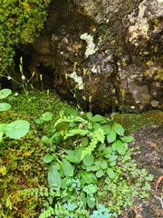 Micranthes staminosa