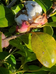 Exobasidium camelliae