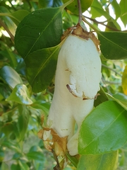 Exobasidium camelliae