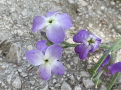 Matthiola tricuspidata