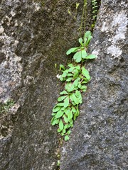 Micranthes staminosa