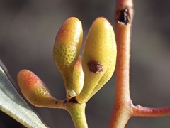 Eucalyptus leptophylla