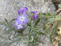 Matthiola tricuspidata