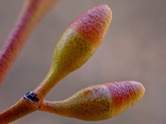 Eucalyptus leptophylla