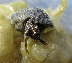 Clibanarius taeniatus