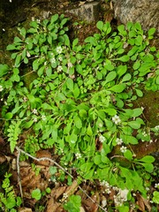 Micranthes staminosa