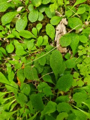 Micranthes staminosa