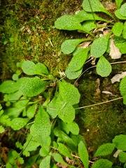 Micranthes staminosa