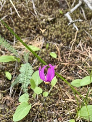 Primula conjugens
