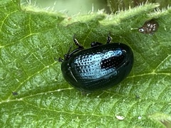 Chrysolina oricalcia