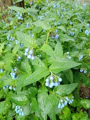 Symphytum caucasicum