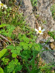 Callianthemum isopyroides