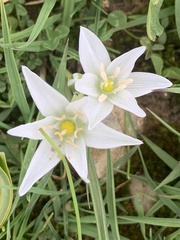 Ornithogalum orthophyllum