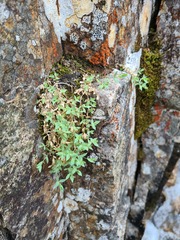 Stellaria altimontana