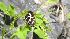 Neptis pryeri