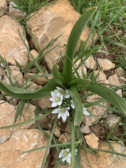 Ornithogalum orthophyllum