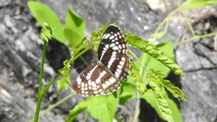Neptis pryeri