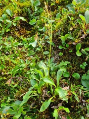 Micranthes svetlanae