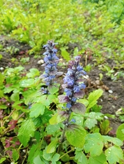 Ajuga reptans