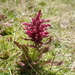 Pedicularis olympica - Photo no rights reserved