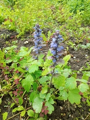 Ajuga reptans