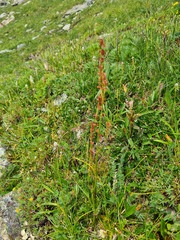 Rumex oblongifolius