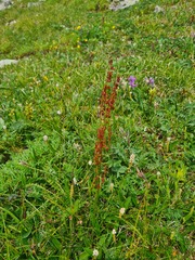 Rumex oblongifolius
