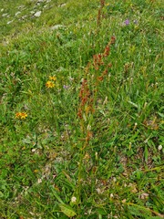 Rumex oblongifolius