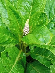 Phytolacca acinosa