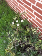 Chaerophyllum temulum