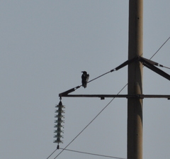 Corvus corax