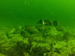 Acanthurus chirurgus