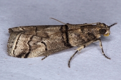 Acrobasis romanella