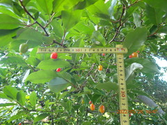 Elaeagnus multiflora