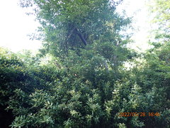 Elaeagnus multiflora