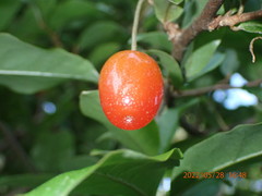 Elaeagnus multiflora