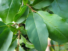 Elaeagnus multiflora