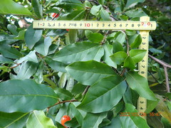 Elaeagnus multiflora