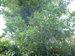 Elaeagnus multiflora