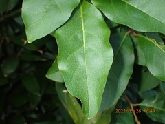 Elaeagnus multiflora