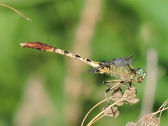 Arigomphus submedianus