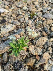Leontopodium antennarioides
