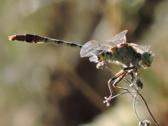 Arigomphus submedianus