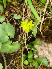 Chrysosplenium wrightii saxatile
