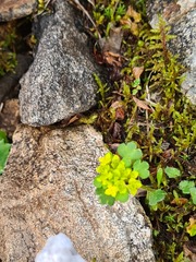 Chrysosplenium wrightii saxatile