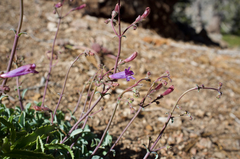 Penstemon caesius
