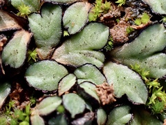 Riccia inflexa