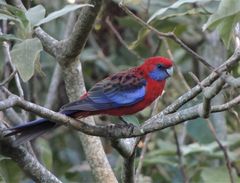 Platycercus elegans filewoodi