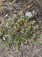 Scleranthus perennis