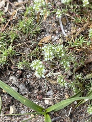 Scleranthus perennis